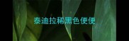 泰迪拉稀黑色便便