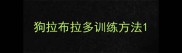 狗拉布拉多训练方法