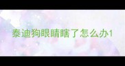 泰迪狗眼睛瞎了怎么办