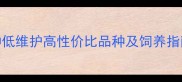 最好养的宠物推荐5种低维护高性价比品种及饲养指南附新手必看清单