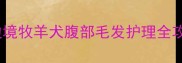 边牧肚皮毛少怎么办边境牧羊犬腹部毛发护理全攻略附科学养护方案