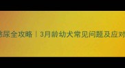 母犬憋尿全攻略3月龄幼犬常见问题及应对指南