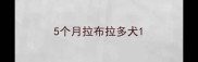 5个月拉布拉多犬
