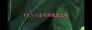 1个月小金毛狗粮怎么吃