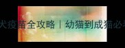 猫咪驱虫和狂犬疫苗全攻略幼猫到成猫必看健康指南