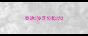 泰迪5岁牙齿松动
