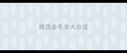挑选金毛多大合适