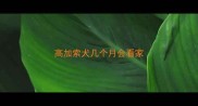 高加索犬几个月会看家