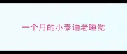 一个月的小泰迪老睡觉
