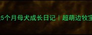 边境牧羊犬幼犬5个月母犬成长日记超萌边牧宝宝蜕变全记录