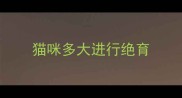 猫咪多大进行绝育