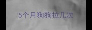 5个月狗狗拉几次
