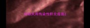 对幼犬用传染性肝炎疫苗