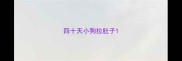 四十天小狗拉肚子