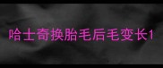 哈士奇换胎毛后毛变长