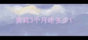 贵宾3个月吃多少