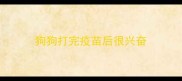 狗狗打完疫苗后很兴奋