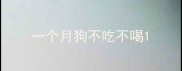 一个月狗不吃不喝