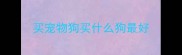 买宠物狗买什么狗最好