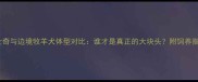 哈士奇与边境牧羊犬体型对比谁才是真正的大块头附饲养指南