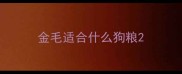 金毛适合什么狗粮