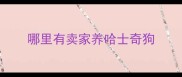 哪里有卖家养哈士奇狗
