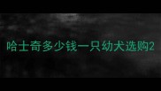 哈士奇多少钱一只幼犬选购