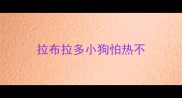 拉布拉多小狗怕热不