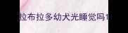 拉布拉多幼犬光睡觉吗