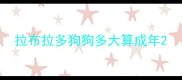 拉布拉多狗狗多大算成年