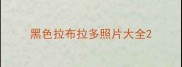 黑色拉布拉多照片大全