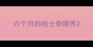 六个月的哈士奇喂养