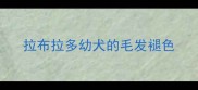 拉布拉多幼犬的毛发褪色