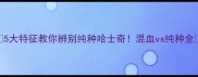 5大特征教你辨别纯种哈士奇混血vs纯种全