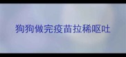 狗狗做完疫苗拉稀呕吐