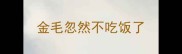 金毛忽然不吃饭了