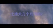 比熊犬几个月预防