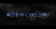 狗狗怀孕可以打胎吗