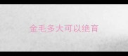 金毛多大可以绝育