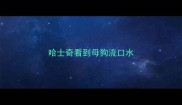 哈士奇看到母狗流口水