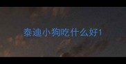 泰迪小狗吃什么好