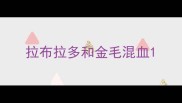 拉布拉多和金毛混血