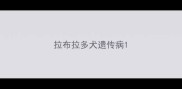 拉布拉多犬遗传病