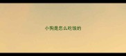 小狗是怎么吃饭的