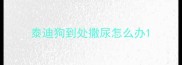泰迪狗到处撒尿怎么办