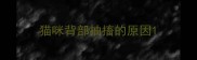 猫咪背部抽搐的原因