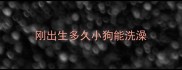 刚出生多久小狗能洗澡