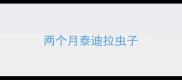 两个月泰迪拉虫子