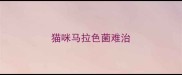 猫咪马拉色菌难治