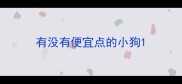有没有便宜点的小狗